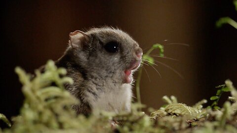 Filming Flying Squirrels at Night