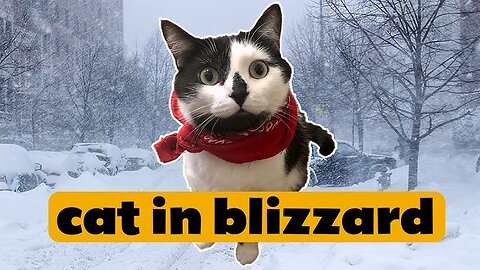 Feral cat in cold blizzard