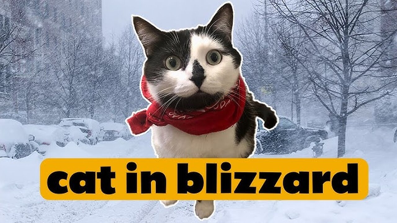 Feral cat in cold blizzard