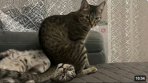 Cats Being Unpredictable