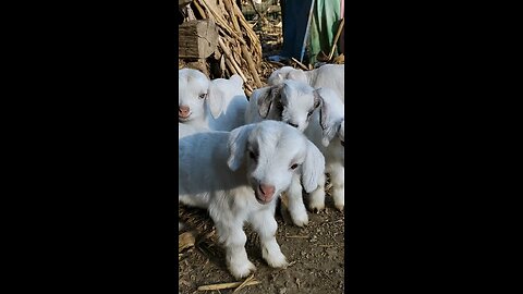 Funny Goat Kids