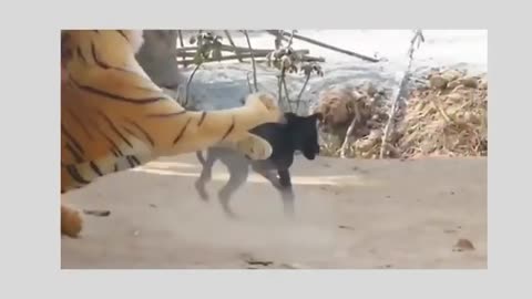 Funny Animal Moments