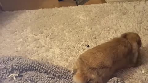 Funny bunny 🐰 100%rage but 0%damage 😂😂