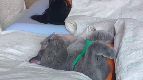 Приколы