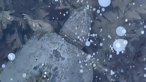 🤯❄️ Turtles Frozen Solid in Ice! Nature's Hibernation Wonder | FeedMyCuriosity