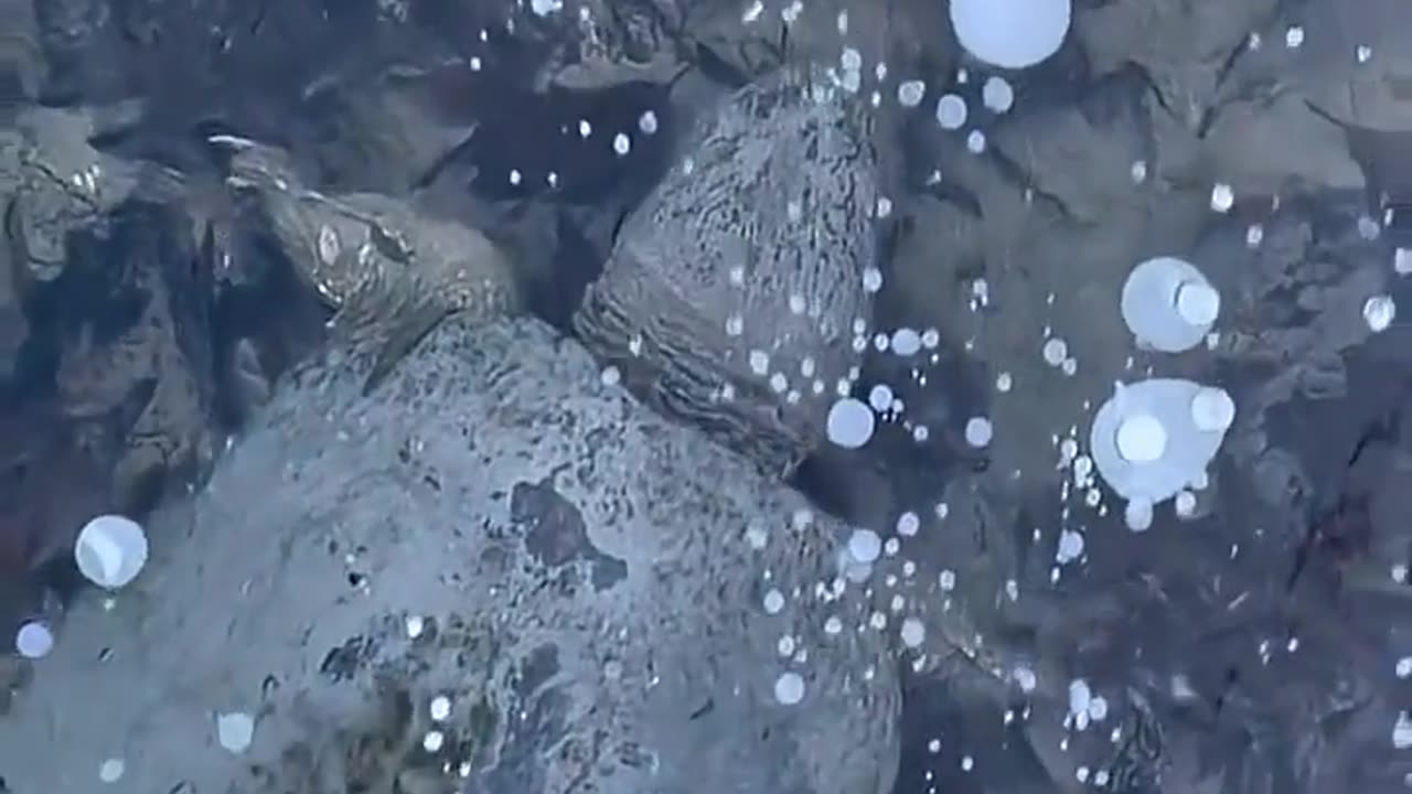 🤯❄️ Turtles Frozen Solid in Ice! Nature's Hibernation Wonder | FeedMyCuriosity