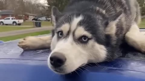 The unique behaviors of Siberian Huskies🐶
