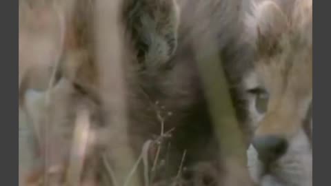 Wild Animal Compilation video