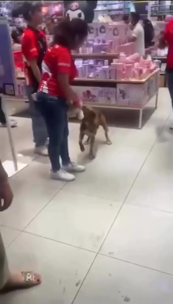 A STRAY DOG WANDERED INTO A SHOP STOLE A TEDDY BEAR 🙃REFUSED TO GIVE IT BACK
