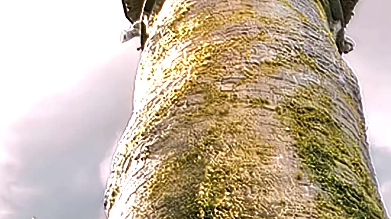 The Brothers Grimm– “I Can Make Your Dreams Come True” 🪞⚔️