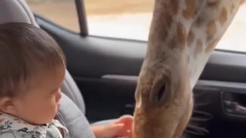 Giraffe and baby