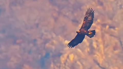 Martial Eagle: Africa’s Largest and Most Fearsome Raptor