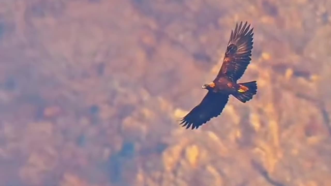 Martial Eagle: Africa’s Largest and Most Fearsome Raptor