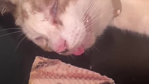 Bluetooth Has Been Connected Successfully 😺😂