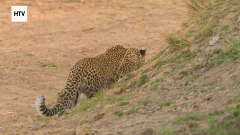 Cheetah & African Wildlife #11 - Amazing Big Cats and Safari Life
