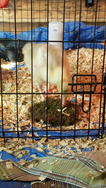 In which baby Lemongrab gives a quick lesson on the digestion system #SparklegleamFarm #Lemongrab