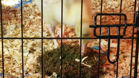 In which baby Lemongrab gives a quick lesson on the digestion system #SparklegleamFarm #Lemongrab