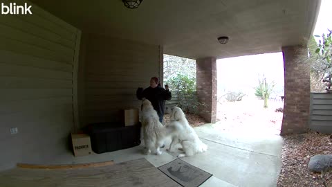 The Mail Lady Knows How to Handle Our Dogs