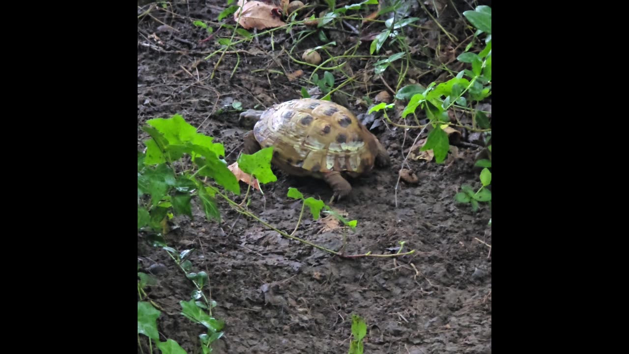 Russian Tortoise in the rain.