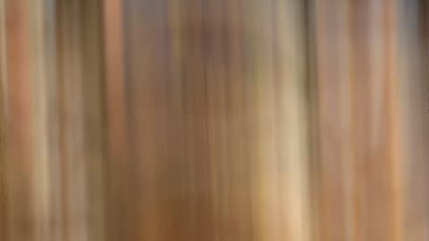 Savor the Taste of McDonald's Burgers