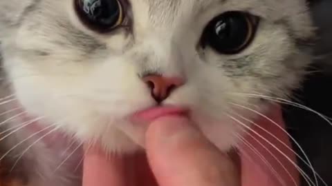 Dog's Comedy Videos 🤣 so cute videos and puppies comedy scenes 😂 so cute 🥰🥰🥰🥰