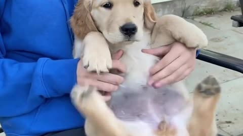 2024 Top Funny Cats and Dogs – Hilarious Pet Moments
