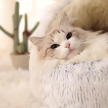 cozy semi enclosed shell shaped cat bed plush polyester nest Temu