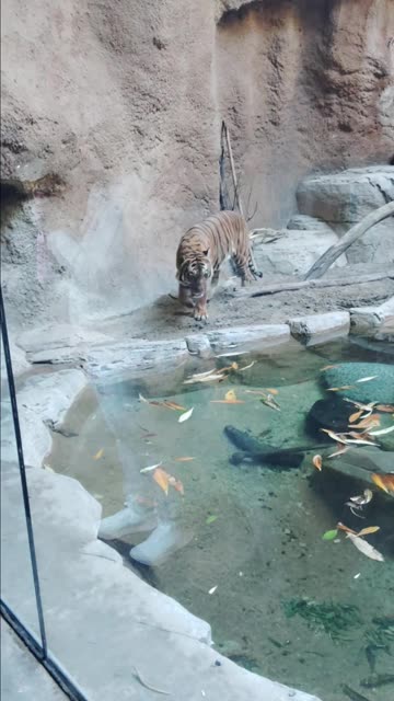Malayan Tiger at The San Diego Zoo