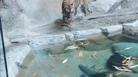 Malayan Tiger at The San Diego Zoo