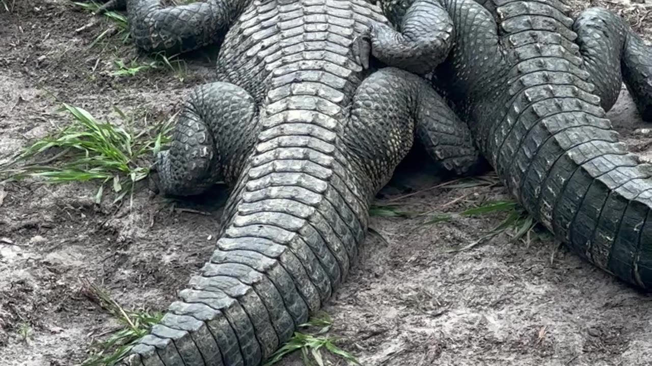 Alligator Besties Share A Cuddle