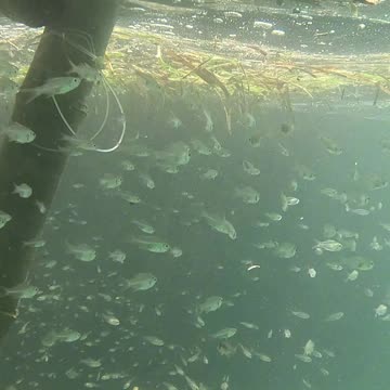 Snorkeling Through Serenity