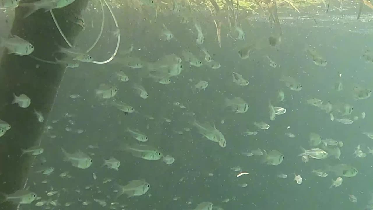 Snorkeling Through Serenity