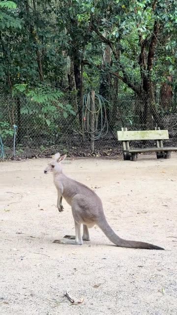 Australian kangaroos 🦘
