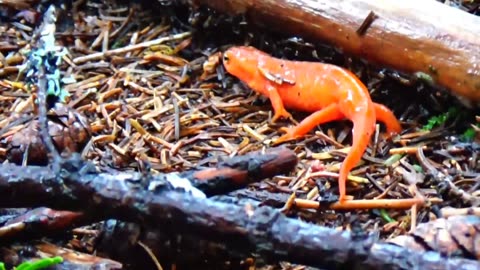 Eastern Newt