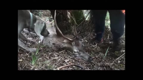 Stag down during the roar