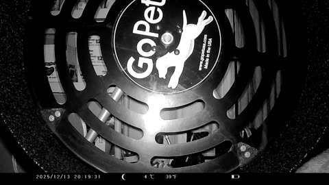 Random Footage of Cookie Cutter The Cat, Filmed By KJK JDL201, Dbn, MI, December 12 & 13, 2025