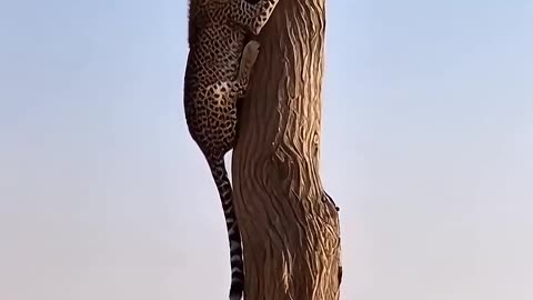 The monkey hit the panther with a pot