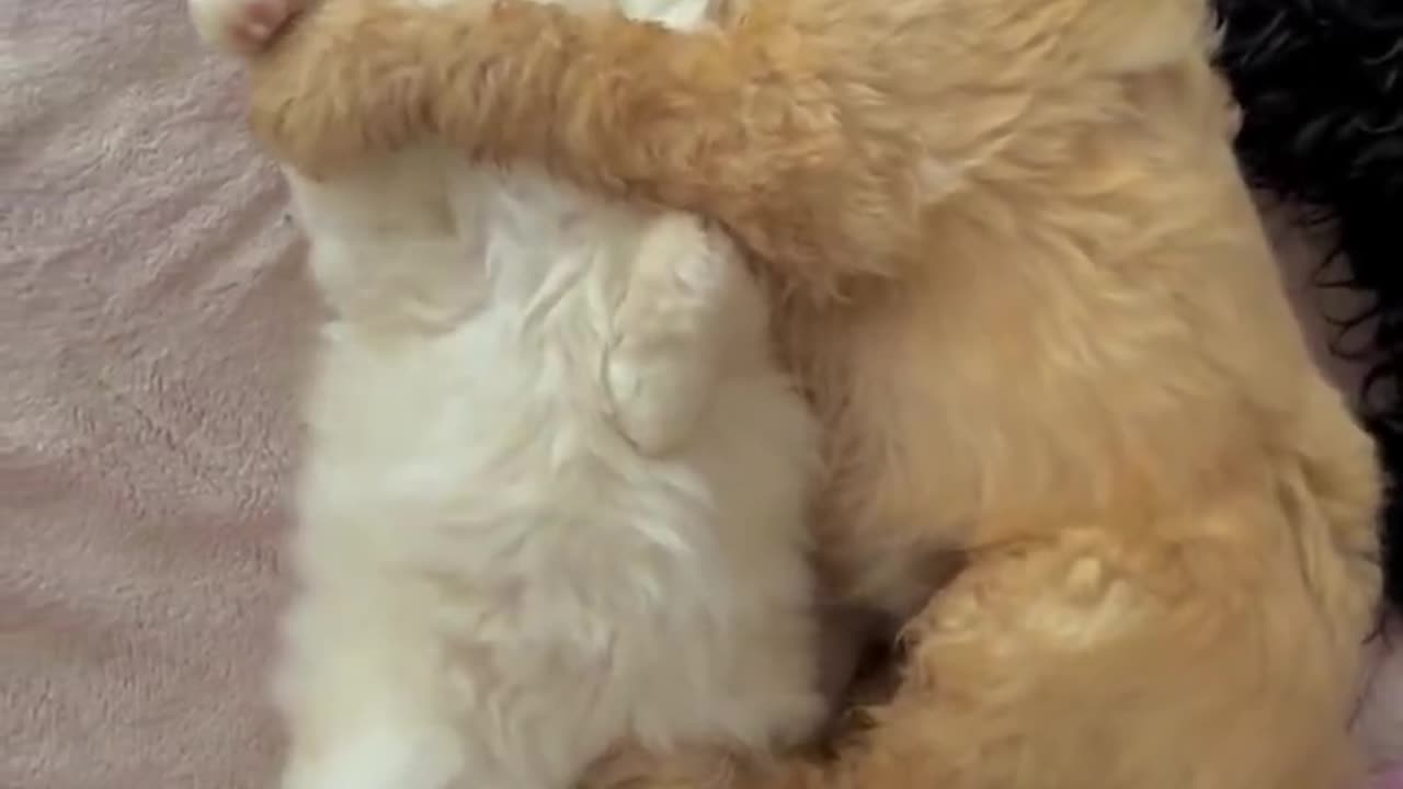 Having the most purr-fect dream
