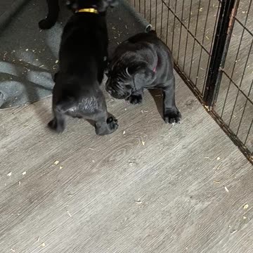 Cane Corso Pups Warhammer Cane Corso Puppies