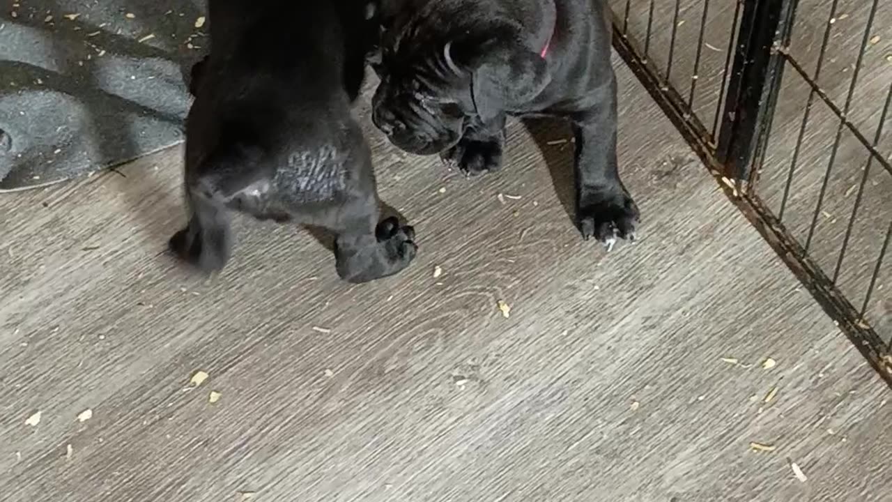 Cane Corso Pups Warhammer Cane Corso Puppies