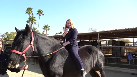 Three horses brought to Scottsdale to make room for misplaced animals due to California wildfires