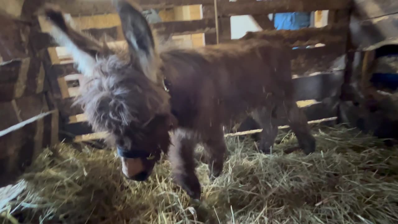 Ben 9-month-old Miniature Mediterranean donkey