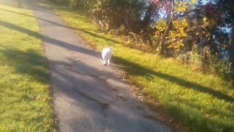 dog