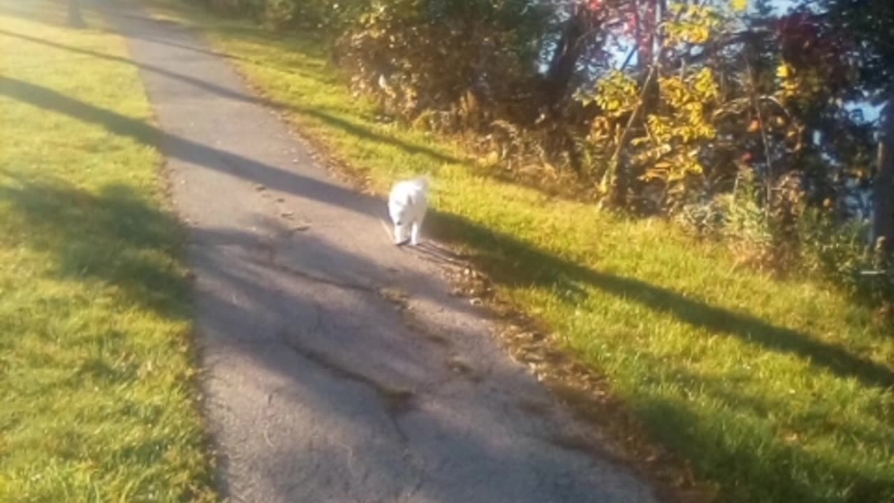 dog