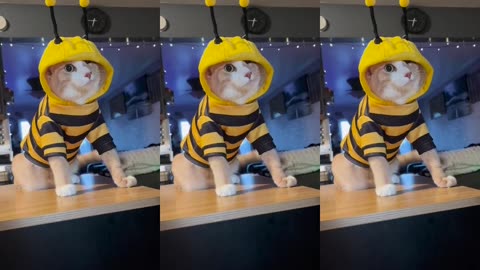 🤣🐝 Meet the Ultimate Chucky Bee Ready to Attack! | FunFM