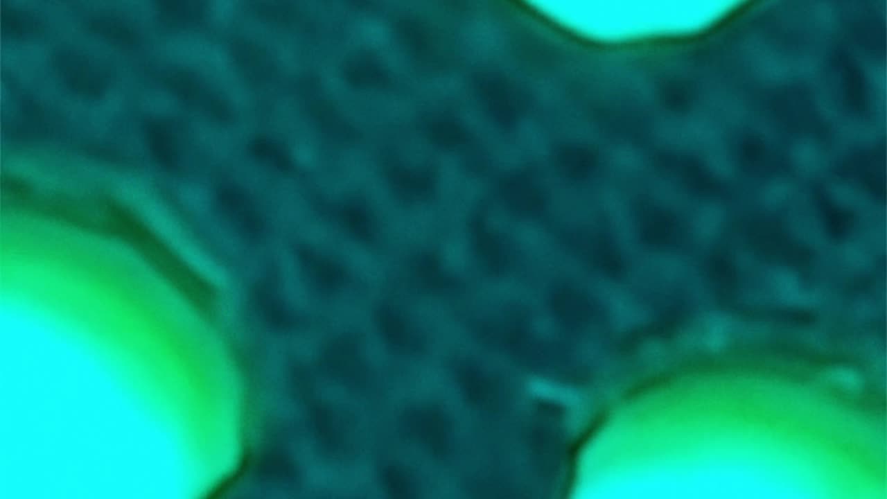 WAV - The Pop Outs