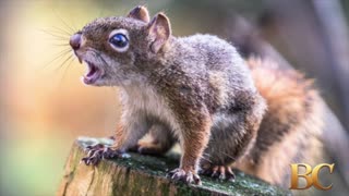 Aggressive squirrel seeking food sends at least two people to ER in California