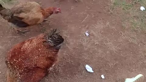 What it's like living with chicken