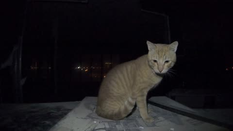 Homeless cat in Ras Al Khaimah, UAE: ED SHEERAN #cat #cats #EdSheeran #emirates #pet #ae #UAE #pets