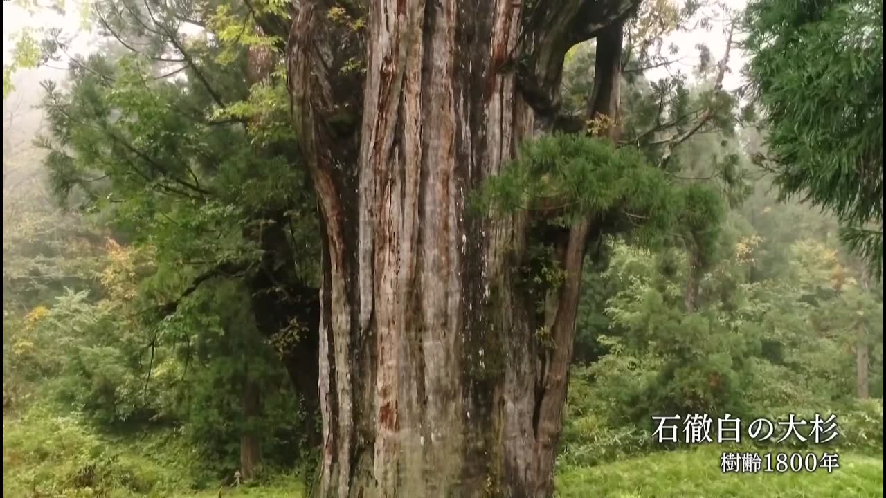 にっぽん巨樹の旅ミニ 「神様の木に会う 石徹白の大杉(岐阜・郡上市)」